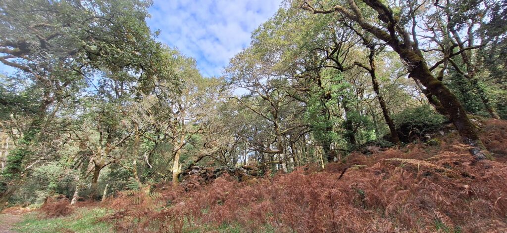 Gnarled oak trees over rust-coloured autumn bracken, with a low dry-stone wall among the trunks.