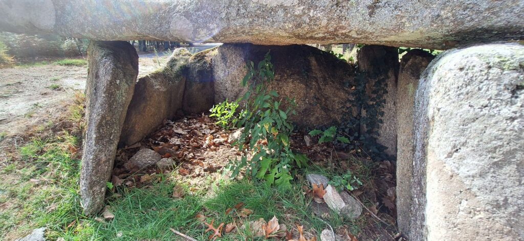 Part of the Mezio megalithic site among the trees.